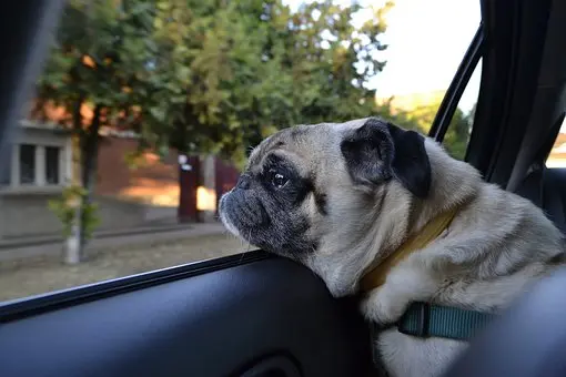 Pet-Hair-Removal--in-Riverside-California-pet-hair-removal-riverside-california.jpg-image